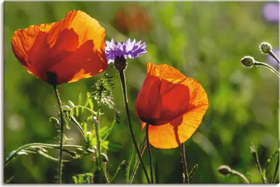 Produktbild von ARTland Leinwandbild Mohnblumen im Frühling I Größe: 90x60 cm