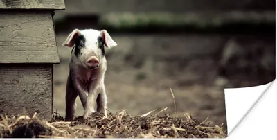 Produktbild von MuchoWow® Poster Schwein - Stall - Baby 40x20 cm - Poster für die Wand - Poster Schlafzimmer