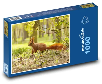Zdjęcie produktu dla martinpuzzle - Puzzle 1000 - Veverka - hlodavec