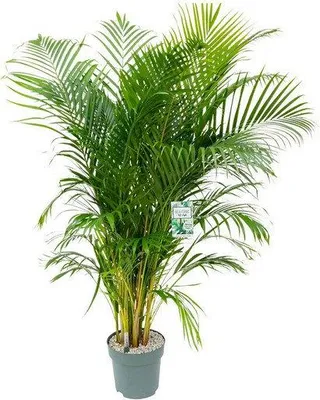 Productafbeelding van Dypsis Lutescens Potmaat 27 H140-160 kamerplant Beautanic Lifestyle