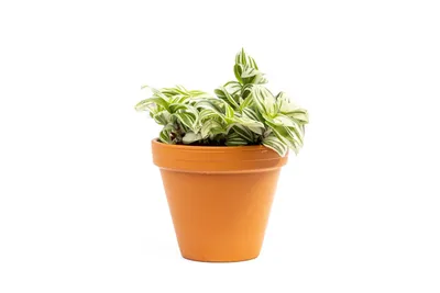 Obrázok produktu pre Gardners Tradescantia Brightness, priemer 12 cm