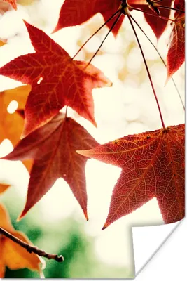 Produktbild von MuchoWow® Poster Herbstblätter - November - Natur - Bäume 20x30 cm - Papierdruck