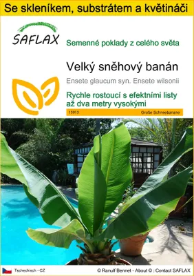 Obrázek produktu pro SAFLAX Kultivační sada - Velký sněhový banán - Ensete glaucum syn. Ensete wilsonii - 10 Semena - S mini skleníkem, pěstebním substrátem a 2 květináči