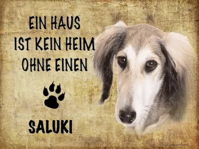 Produktbild von vianmo Holzschild 30x40 cm Saluki Hund ohne kein Heim