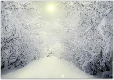 Produktbild von Tulup® Leinwandbild - 100x70 cm - Wandkunst - Drucke auf Leinwand - Leinwanddruck  - Landschaften - Weiß - Schöner Winterwald
