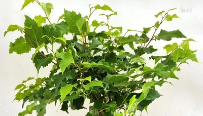 A close-up shot of a green leafy plant against a white background.