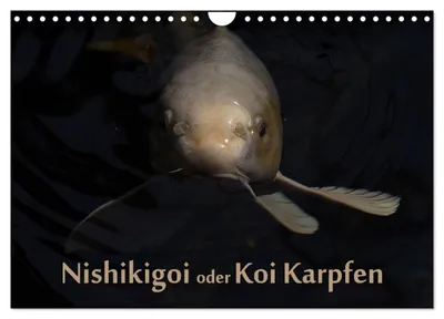 Produktbild von Nishikigoi oder Koi Karpfen (Wandkalender 2027 DIN A4 quer), CALVENDO Monatskalender