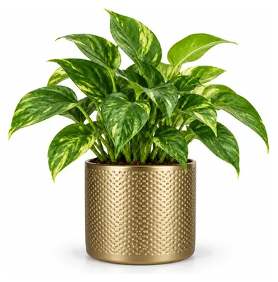 Produktbild von Mica Decorations Blumentopf - gold - Keramik - D15 x 13 cm
