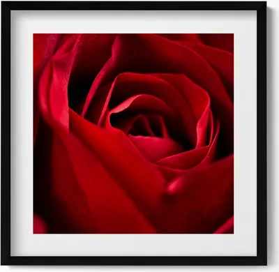 Produktbild von Nahaufnahme von roten Rosenblättern– Wandbild mit Rahmen – Gerahmtes Bild  – Wanddekoration – 50x50 cm –  Schwarz Rahmen