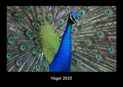Produktbild von Vögel 2025 Fotokalender DIN A3