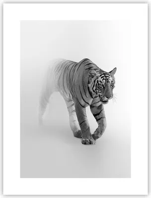Produktbild von Poster - Poster ohne Rahmen - Tiger Monochrom Porträt - 30x40 cm - Wand Bild - Wanddeko - Wandbilder - Kunstposter - Wandposter - Bilder - Kunstdruck - Wanddekoration - Wandbild - P2XPA30x40-4626