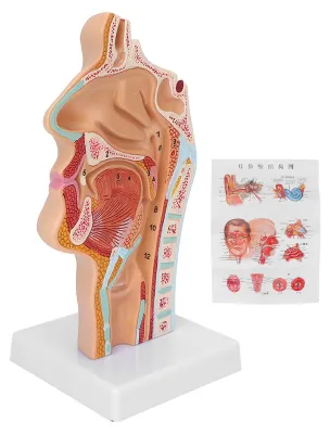 Productafbeelding van s-keelmodel - Anatomisch model - Levensgroot - Hoogwaardig PVC - Duurzaam - Gedetailleerde anatomie