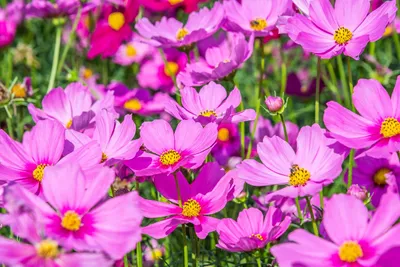 Produktbild von 1000 Samen Schmuckkörbchen (Cosmos bipinnatus) – Einjährige Sommerblumen für Garten & Balkon  Bienenfreundliche Schnittblumen Romantische Blütenpracht