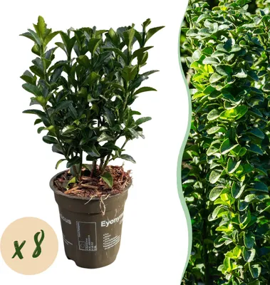 Produktbild von Heckenpflanzen - Euonymus japonica Green Spire - Blatt grün - 8 Pflanzen - 1 laufender Meter - immergrün - Topf 9cm Höhe 20-25cm - 25cm - Ø10cm - Gartenpflanze