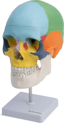 Produktbild von Schädel Anatomie Modell lebensgroß 3 teilig didaktisch gefärbt auf Stativ