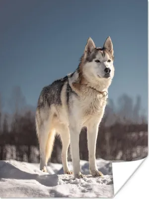 Produktbild von MuchoWow® Poster Husky im Schnee 30x40 cm - Wandplakat - Poster Kinderzimmer