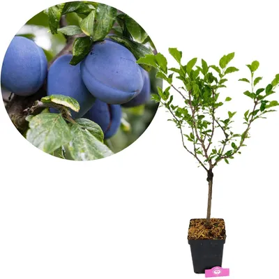 Produktbild von Prunus domestica 'Blue Diamond', Blaue Zwergpflaume, Höhe 70-90 cm, 5-Liter-Topf