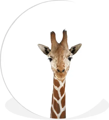 Produktbild von MuchoWow® Rundes Wandbild - Runde Bilder Wildtiere - Kinder - Giraffe - Tiere - Porträt Ø 90 cm Kreis Wanddekoration Kunststoff - Wandkreis - Wandschmuck - Wand-Kreis - Wohnzimmer - Bild - Runde - Wanddeko - Dibond - Kunstdrucke