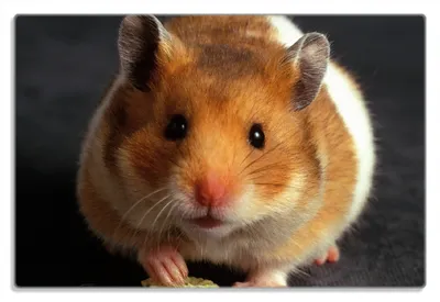 Produktbild von Wallario Frühstücksbrettchen aus Glas 20 x 30 cm mit rutschfesten Füßen, Motiv Putziger Hamster mit Nüssen zwischen den Pfoten