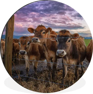 Produktbild von MuchoWow® Aluminium Wandkreis Kuh - Tiere - Kühe Ø 90 cm Wanddeko Modern Wohnzimmer - Mauerkreis - Wandbilder - Runde Bild - Bild aus Aluminium - Schlafzimmer - Wohnzimmerdekoration - Wand Dekoration