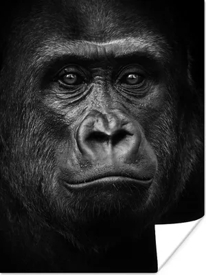 Produktbild von MuchoWow® Poster Gorilla - Schwarz - Weiß - Tiere - Porträt 90x120 cm - Wohnzimmer