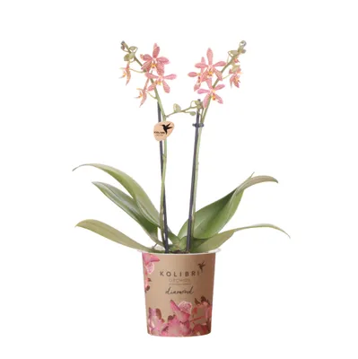 Zdjęcie produktu dla Hummingbird Orchid - Orange Phalaenopsis - Spider - Doniczka 9 cm - kwitnąca roślina doniczkowa - świeżo od producenta