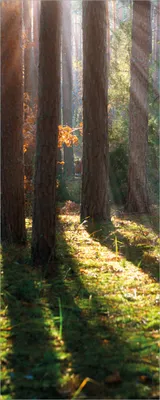 Produktbild von Wallario selbstklebendes Poster - Sonnenstrahlen im Herbstwald, Größe: 50 x 125 cm