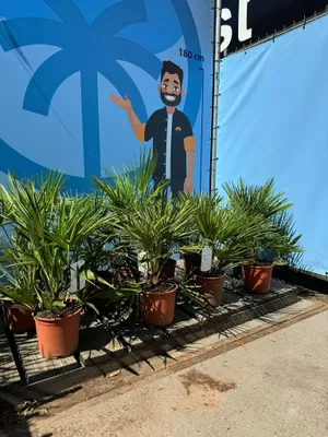 Zdjęcie produktu dla Chamaerops Humilis - europejska palma karłowata - zimozielona, odporna palma - 60 cm wysokości w doniczce