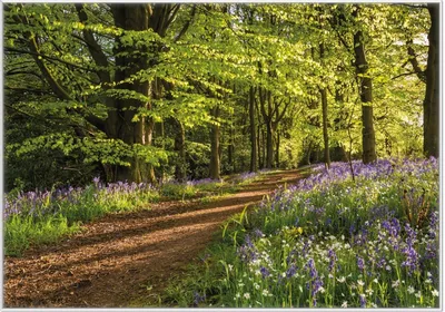 Produktbild von Wallario Wandbild Blaues Hasenglöckchen im Sommerwald, Größe: 70,30 x 100,30 cm, Poster mit weißem Kunststoffrahmen