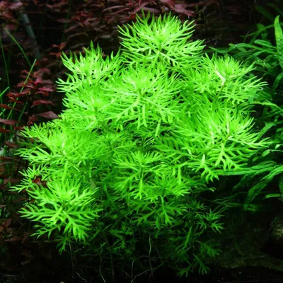 Produktbild von Aquarium Pflanze Hottonia palustris Tropica Nr.027 TC in Vitro 1-2-Glow!