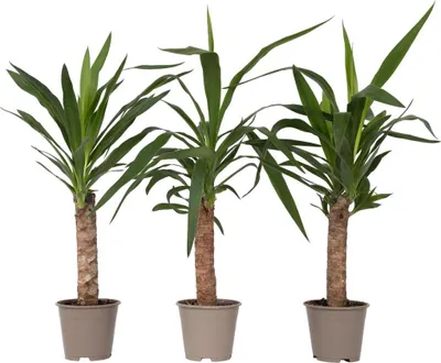 Produktbild von Palmlilie - 3 Stk - Yucca elephantipes - Höhe 50-60cm - ⌀14cm