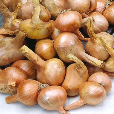 Immagine prodotto di Cipolla Dymka Scalogno Golden Gourmet Taglia 7-14 0,25 kg molto produttiva