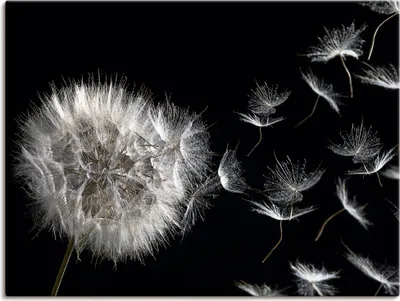 Produktbild von ARTland Leinwandbild Pusteblume Größe: 60x45 cm