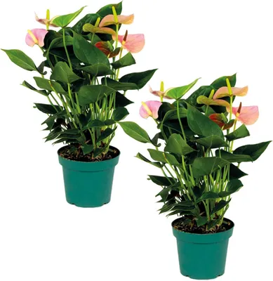 Image de Bloomique - Lot de 2 - Anthurium - Flamant rose - Rose - Plante d’intérieur - Dépolluante - Hauteur 40-60 cm - Pot 14 cm