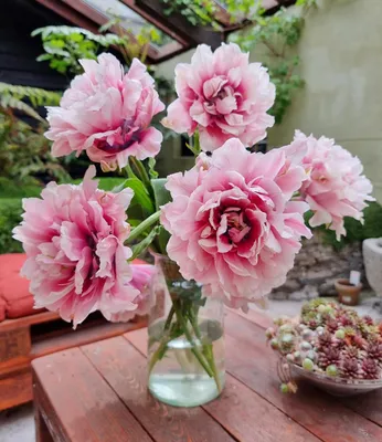 Produktbild von BALDUR Garten 5x Gefüllte Tulpe 'Magic Sensation', Zwiebeln, Zwiebelumfang 12 cm, riesige Blüten, kräftige Stielen, Blickfang für Beet, Kübel & Vase, mehrjährig, winterhart, pflegeleicht