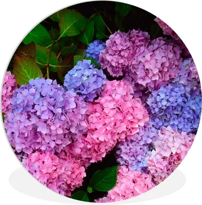 Produktbild von MuchoWow® Rundes Wandbild - Runde Bilder Rosa und blaue Hortensie Ø 60 cm Kreis Wanddekoration Kunststoff - Wandkreis - Wandschmuck - Wand Kreis - Das Schlafzimmer - Die Bilder - Wandmalerei - Kunst für das Haus - das Plastik