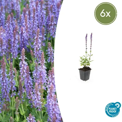 Produktbild von Waldsalbei – Salvia nemorosa 'Caradonna' – 9-cm-Topf – 6er-Set