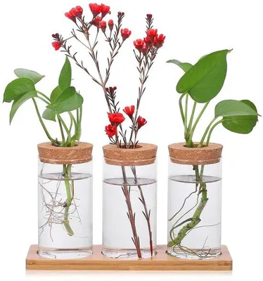 Produktbild von Glas-Kweekstation, 3-Vasen-Set für Hydrokultur, Tisch- und Wohnaccessoire.