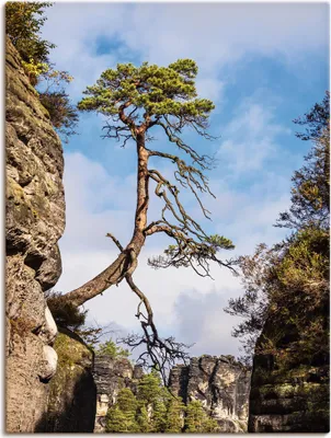 Produktbild von ARTland Leinwandbild Felsen Bäume Sächsische Schweiz I Größe: 60x80 cm