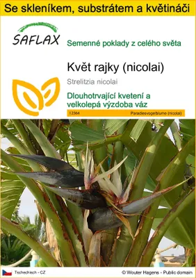 Obrázek produktu pro SAFLAX Kultivační sada - květ rajky (nicolai) - Strelitzia nicolai - 5 Semena - S mini skleníkem, pěstebním substrátem a 2 květináči