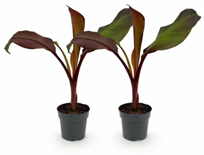 Immagine prodotto di Ensete ventricosum Maurelli - banana invernale dalle foglie rosse - vaso da 12 cm - ca. 30 cm - set da 2