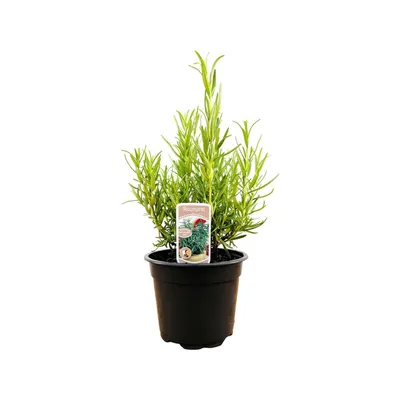 A potted rosemary plant with a label.