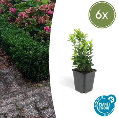 Produktbild von Euonymus japonicus 'Green Spire' | 6 Stücke - 10-25cm - Ø9cm - Gartenpflanze