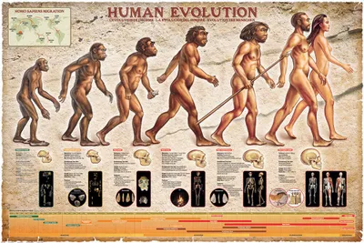 Produktbild von Poster - Educational - Bildung - Human Evolution