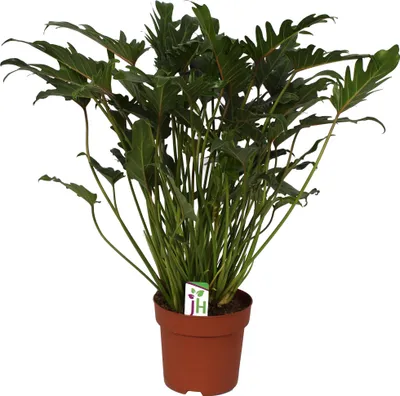 Image de Philodendron Xanadu en pot de 21cm, hauteur totale ca.65cm