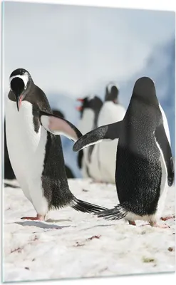 Produktbild von Bilder auf glas - Einteilig - Pinguine Winter Natur Schnee - 70x100cm - Glasbilder - Wandbilder - Bilder - Wanddekoration aus Glas - Glas Bilder - Wandbild auf Glas - GPA70x100-2974