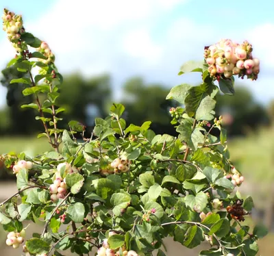 Image de Schneebeere Symphoricarpos orbiculatus Rave 40 - 60 cm