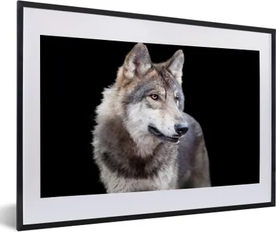 Produktbild von MuchoWow® Gerahmtes Poster Grauer Wildwolf 60x40 cm - Poster mit Schwarzem Bilderrahmen Wandposter Rahmen Foto Bilder - Schlafzimmer - Plakat in Rahmen - Drucken