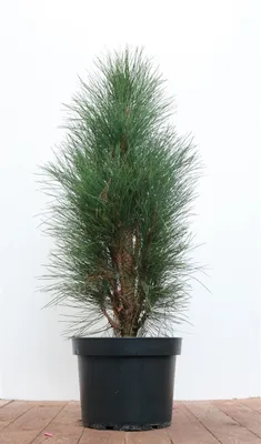 Produktbild von Pinus nigra 'Green Tower', Schwarz-Kiefer, 50–60 cm