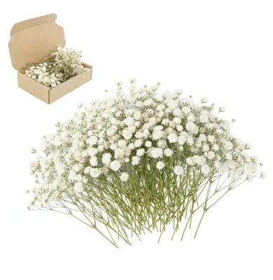 Getrocknete Gipskrautblüten, weiß, 100 Stück, 6-10 cm